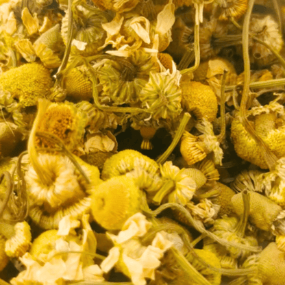 Organic chamomile herbal tea by Porter Hill Tea Company, featuring dried chamomile flowers in a cozy tea setting.