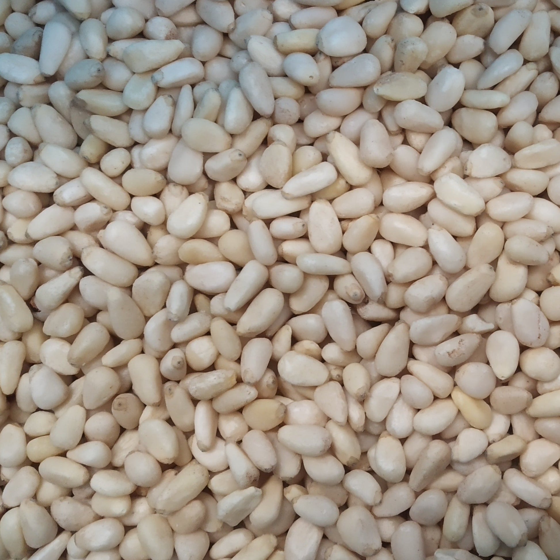 Whole Food Earth pine nuts, raw nuts and seeds in a clear bowl, close-up view of light beige pine nuts on a white background.