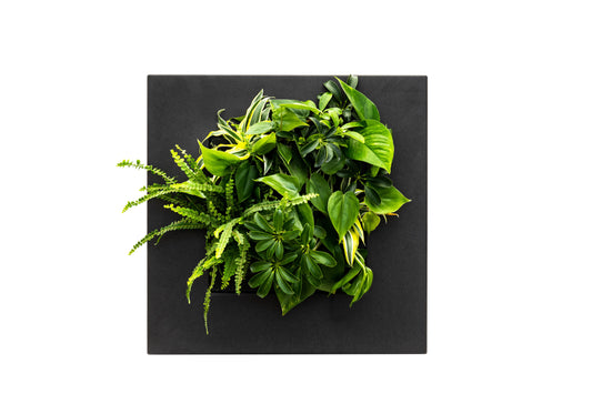 Black bamboo living wall picture frame by Botanical Boys, featuring a lush green plant display in a modern living frame design.