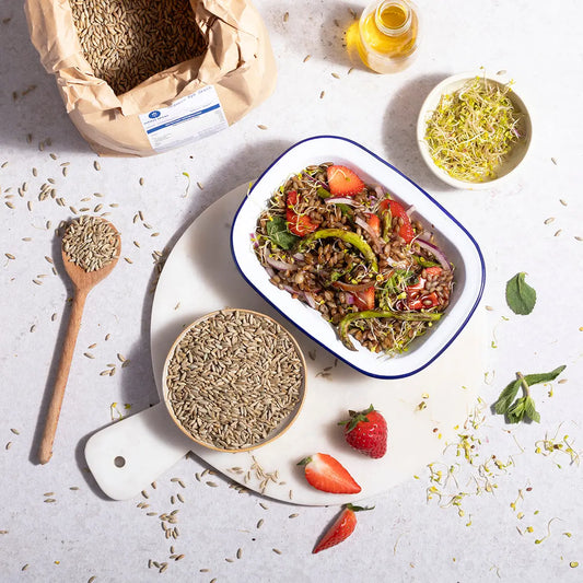 Organic rye grains from Serious Grains displayed in a natural setting, showcasing their whole, unprocessed appearance for healthy baking.