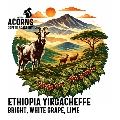 Ethiopian Yirgacheffe medium roast coffee by Acorns Coffee & Cake, featuring bright grape and lime flavor notes.