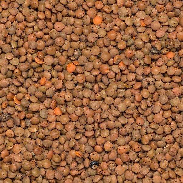 Whole Food Earth brown lentils in a bowl, showcasing natural, GMO-free vegan beans and pulses for healthy cooking.