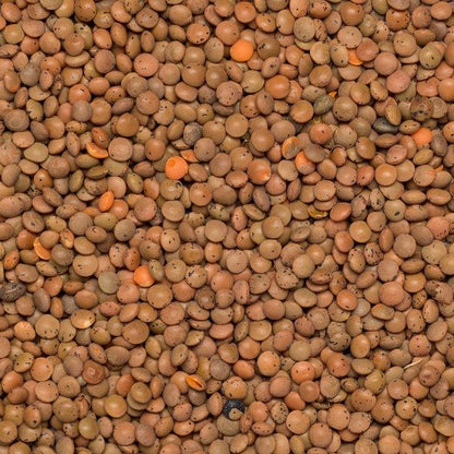 Whole Food Earth brown lentils in a bowl, showcasing natural, GMO-free vegan beans and pulses for healthy cooking.