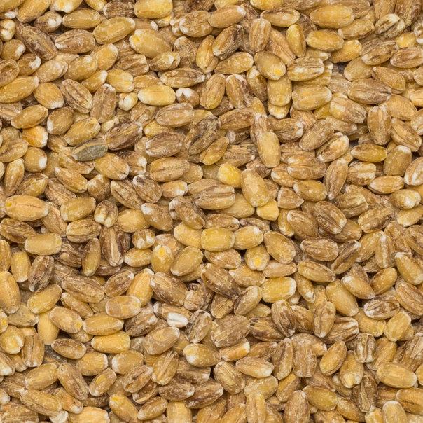 Organic dried pearl barley from Whole Food Earth, whole and unprocessed beans and pulses for healthy cooking.
